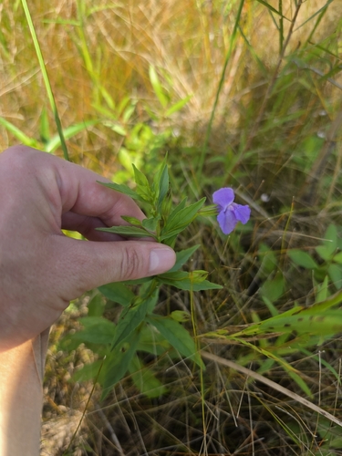 Allegheny monkeyflower