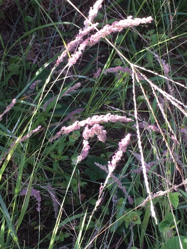 Eragrostis ciliaris iNat (2)