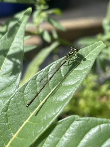 Fragile Forktail