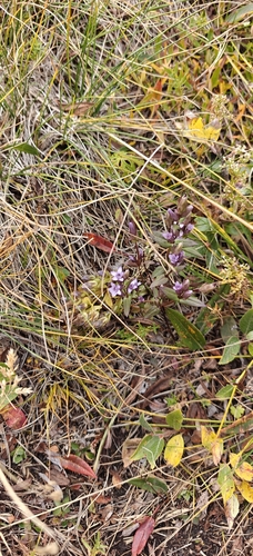 Gentianella amarella, photograph 2