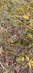 Gentianella amarella, photograph author not stated, no rights reserved