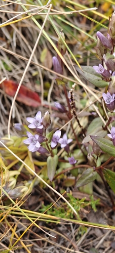 Gentianella amarella, photograph 3