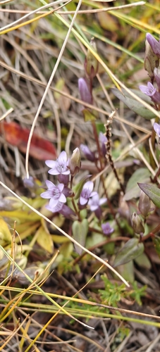 Gentianella amarella, photograph 4
