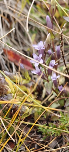 Gentianella amarella, photograph 5