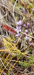 Gentianella amarella, photograph author not stated, no rights reserved