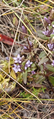 Gentianella amarella, photograph 6