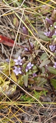 Gentianella amarella, photograph author not stated, no rights reserved