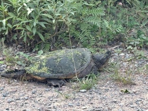 Common Snapping Turtle