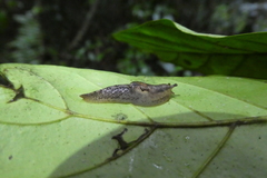 Urocyclidae