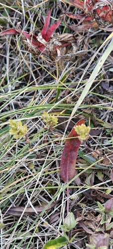 Arctic Eyebright