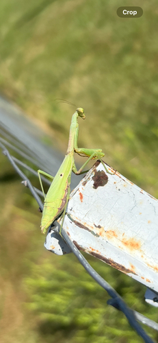 Carolina Mantis