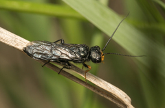 Acantholyda erythrocephala