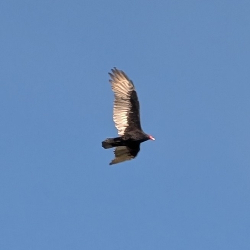 Turkey Vulture