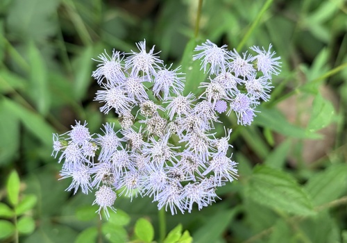 blue mistflower