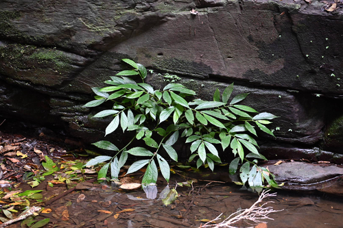 Elatostema reticulatum, photograph 3