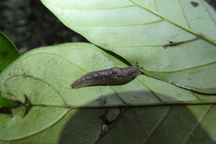 Urocyclidae