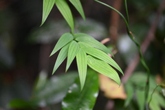 Eustrephus latifolius, photograph (c) Bryce Watts-Parker, some rights reserved (CC BY)