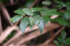 Ficus coronata, photograph (c) Bryce Watts-Parker, some rights reserved (CC BY)