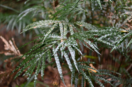 Pteris umbrosa observed 2026-09-11
