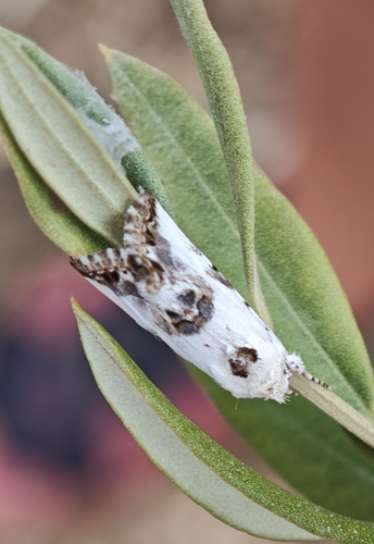 Calophasia opalina