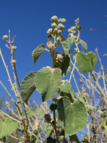 Abutilon pannosum