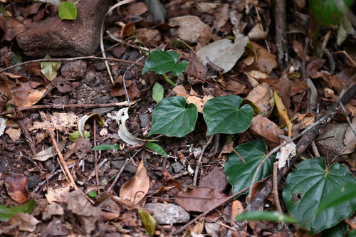 Piper hederaceum, photograph 1