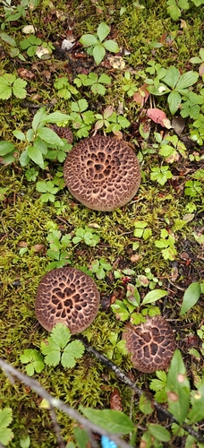 shingled hedgehog