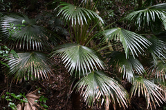 Livistona australis, photograph (c) Bryce Watts-Parker, some rights reserved (CC BY)