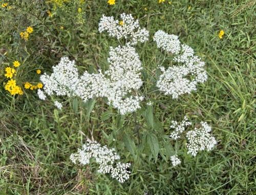 late boneset