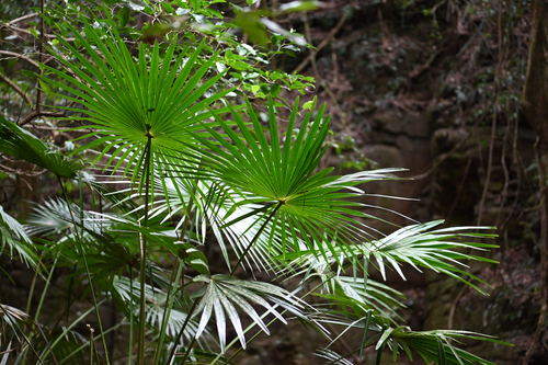 Livistona australis, photograph 5