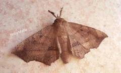 Syllectra