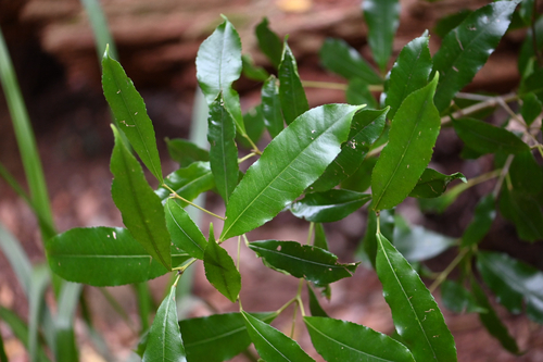 Ceratopetalum apetalum, photograph 4