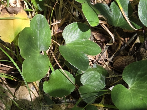 round-lobed hepatica
