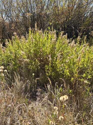 iNaturalist observation photo of west coast Canada goldenrod