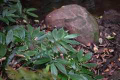 Elatostema reticulatum, photograph (c) Bryce Watts-Parker, some rights reserved (CC BY)
