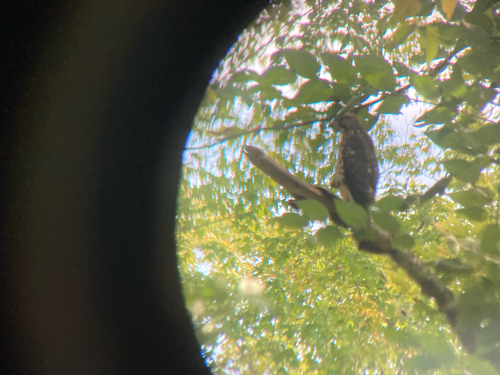 Broad-winged Hawk