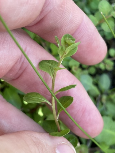 Ludwigia microcarpa, photograph 4