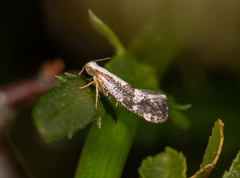 Argyresthia spinosella