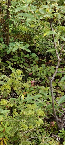 pipsissewa