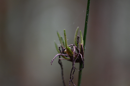 Gymnostachys anceps, photograph 4