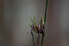Gymnostachys anceps, photograph (c) Bryce Watts-Parker, some rights reserved (CC BY)