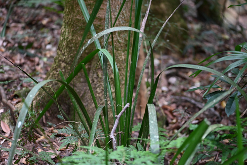 Gymnostachys anceps, photograph 5