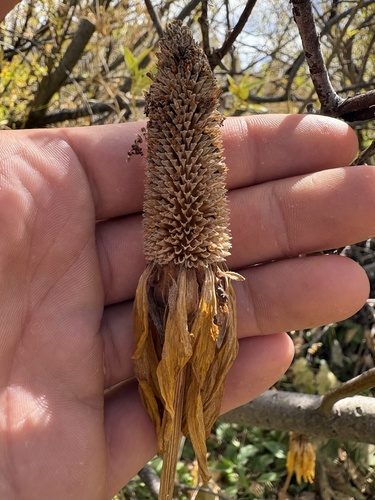 iNaturalist observation photo of California coneflower