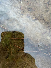 Myriophyllum alterniflorum