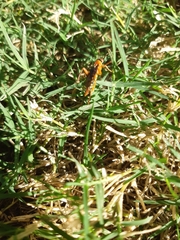 Insecta