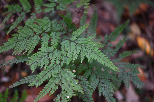 Adiantum formosum, photograph 3