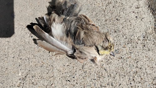 Horned Lark