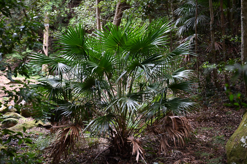 Livistona australis, photograph 4