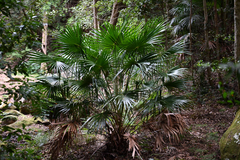 Livistona australis, photograph (c) Bryce Watts-Parker, some rights reserved (CC BY)