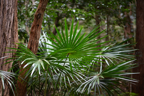 Livistona australis, photograph 3